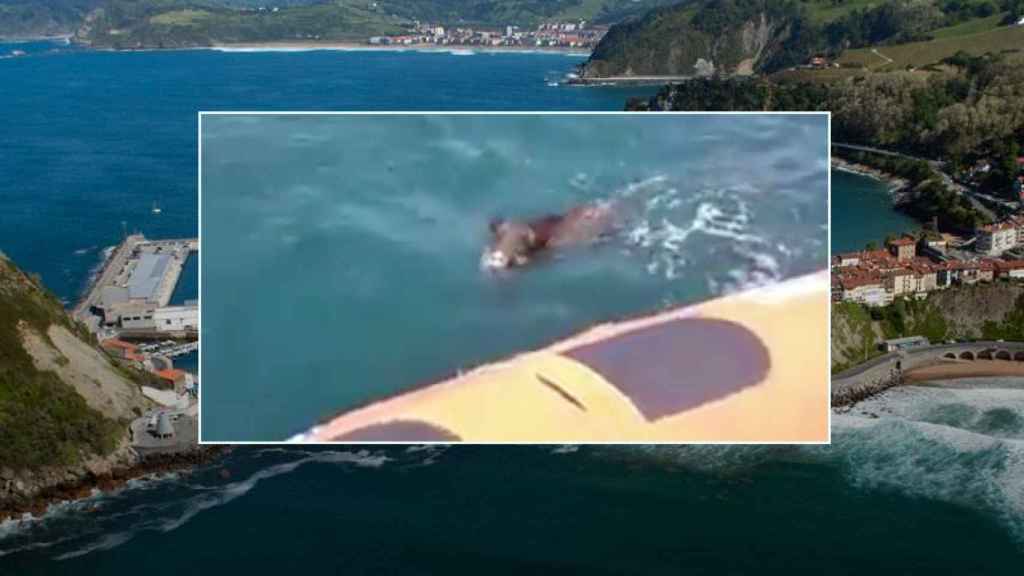 Un jabalí aparece a una milla de la costa en aguas guipuzcoanas.