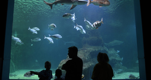 Visitantes contemplan un tanque del Aquarium Costa de Almería, en Roquetas de Mar, este sábado / EFE - Carlos Barba