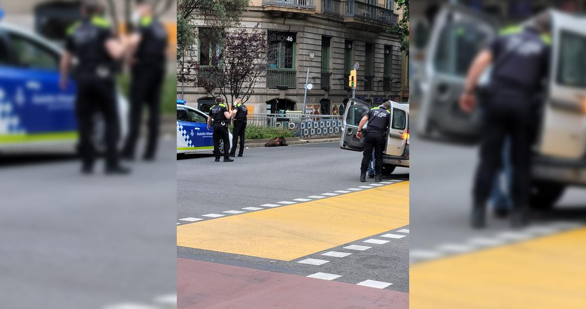 La Guardia Urbana duerme a un jabalí en la esquina de Diputació con Roger de Llúria en Barcelona / CG