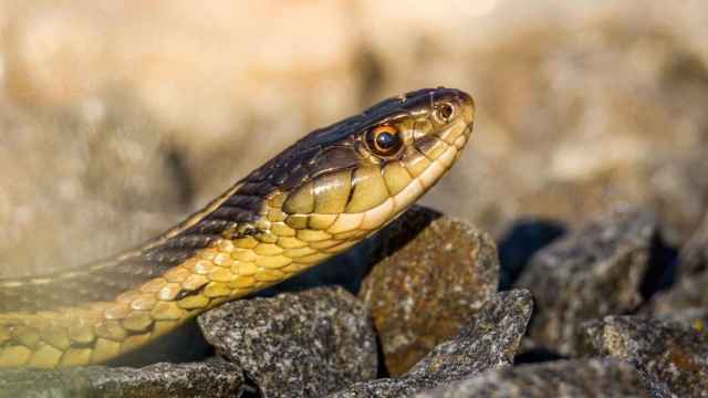 Una foto de archivo de una serpiente venenosa/ CREATIVE COMMONS