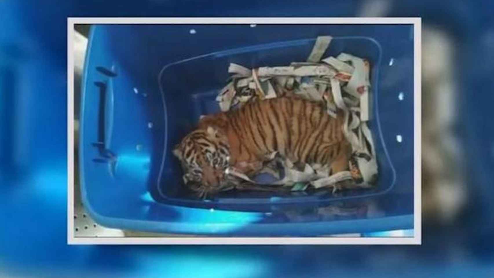 Una foto del tigre en el momento de su hallazgo en una caja