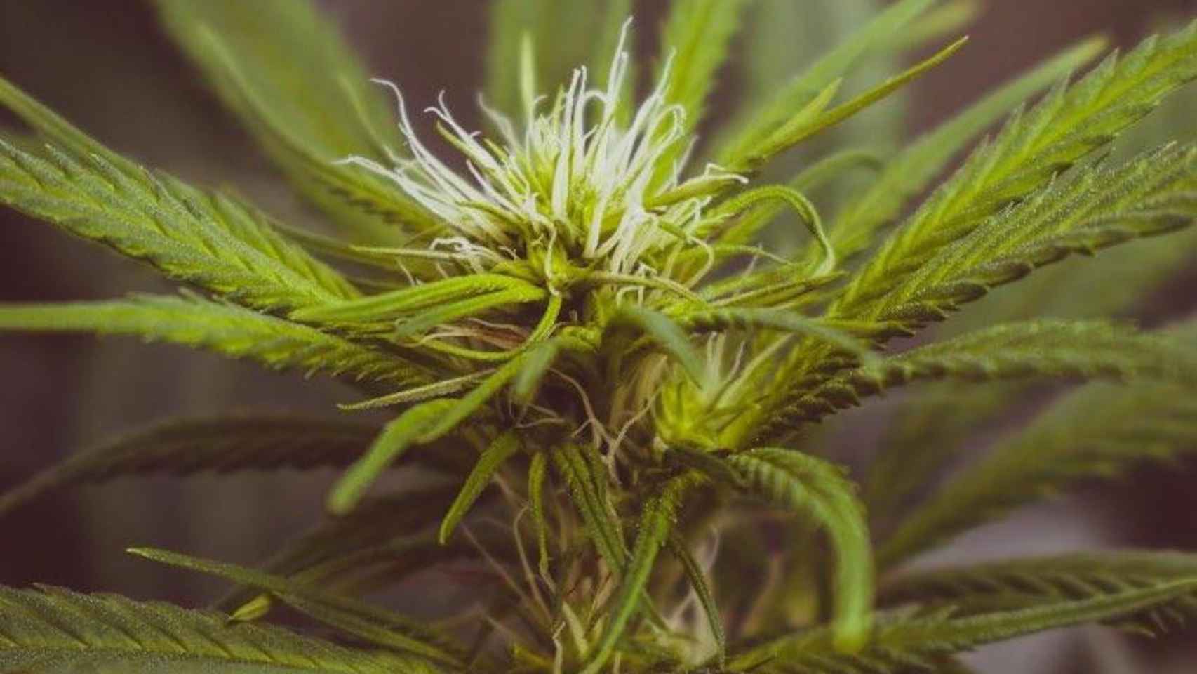 Flores y hojas de cáñamo sativa que contienen cbd