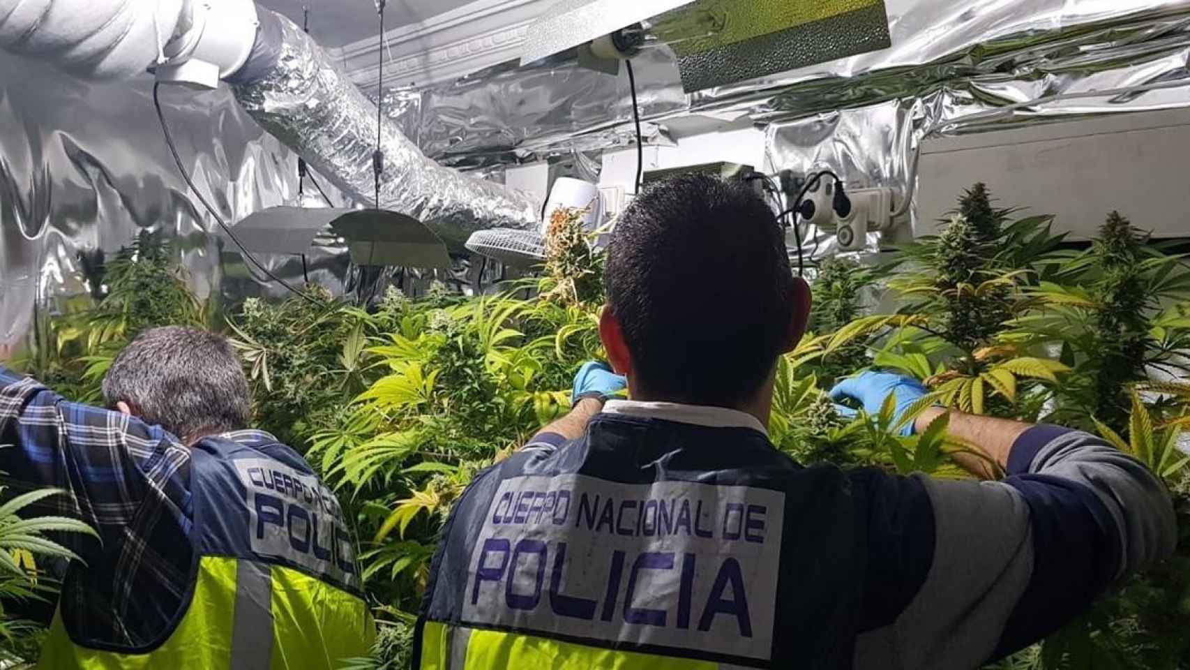 Imagen de archivo de plantas de marihuana, como las que se han encontrado en los dos narcopisos de Cornellà de Llobregat / EP