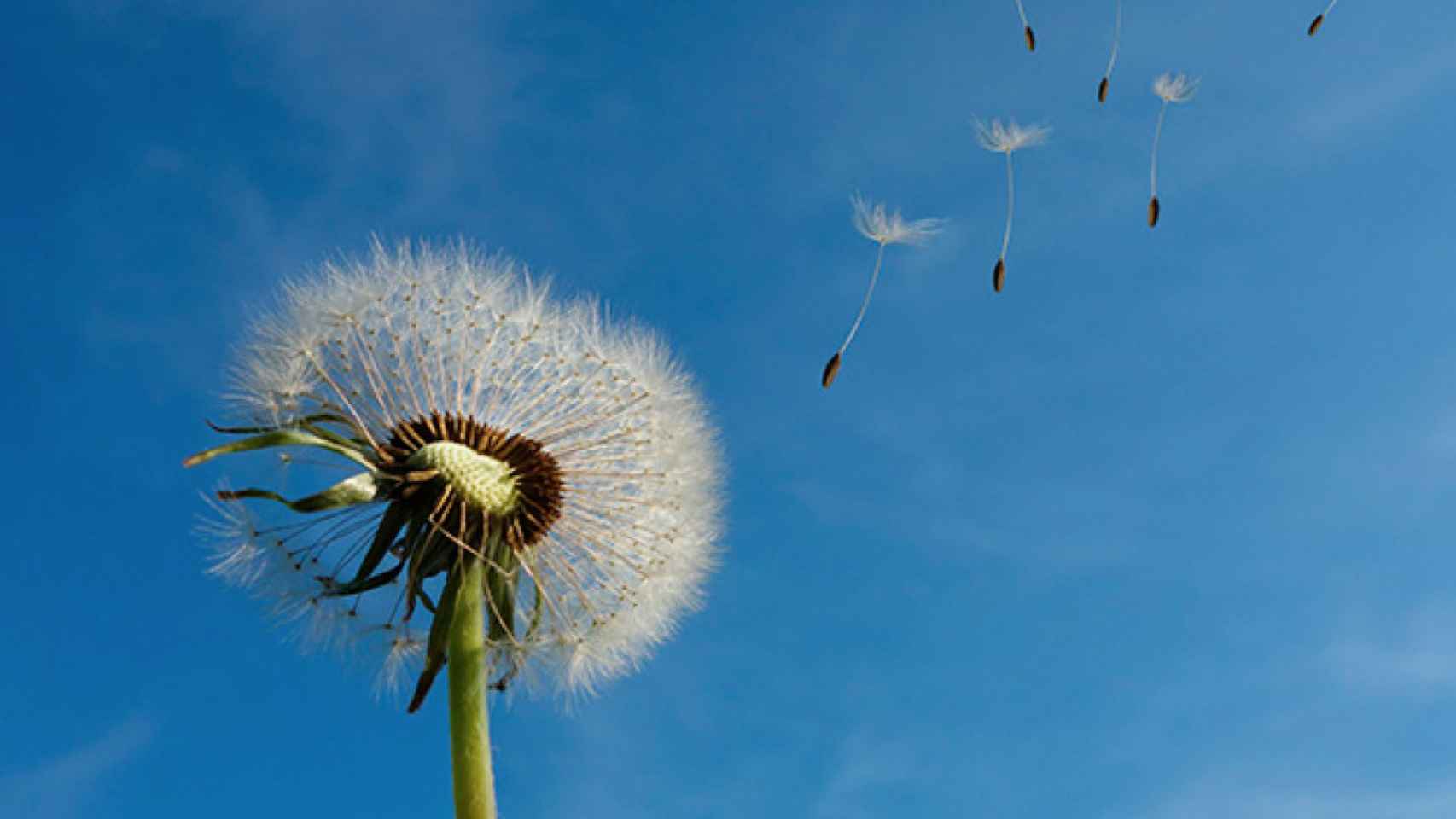 Diente de león o Taraxacum officinale