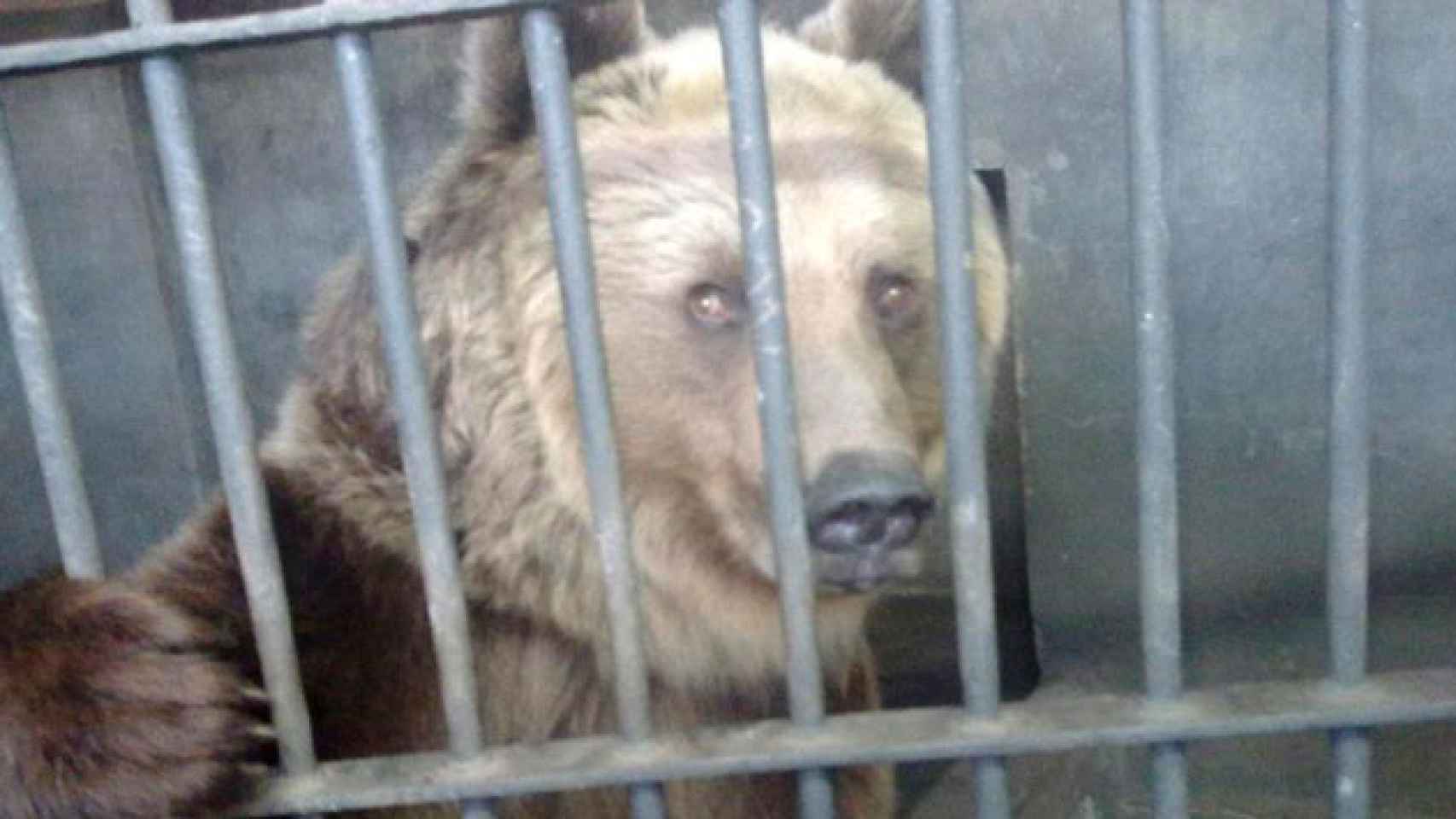 Uno de los osos del Zoo de Barcelona./ EUROPA PRESS