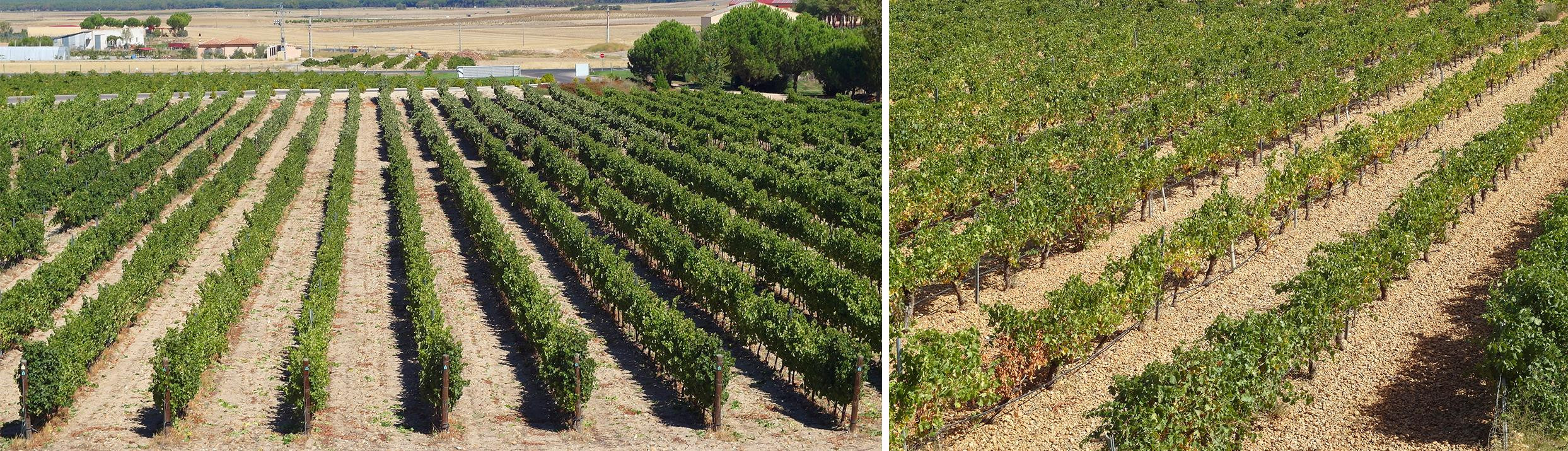 Viñedos plantados en espaldera idóneos para la vendimia mecánica / YOLANDA CARDO