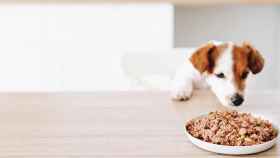 Un perro a dieta / DOGFY DIET