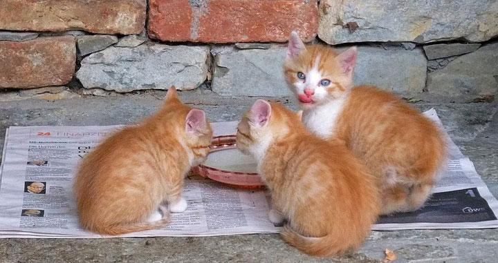 Tres gatos comparten comededero en la calle / PIXABAY