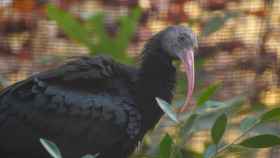 Ejemplar de Ibis ermitaño, como los dos ejemplares que el Zoo de Barcelona ha liberado en Cádiz / EUROPA PRESS