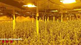 Plantación de marihuana en una nave industrial de Camarasa (Lleida), donde los Mossos han detenido al presunto autor / MOSSOS