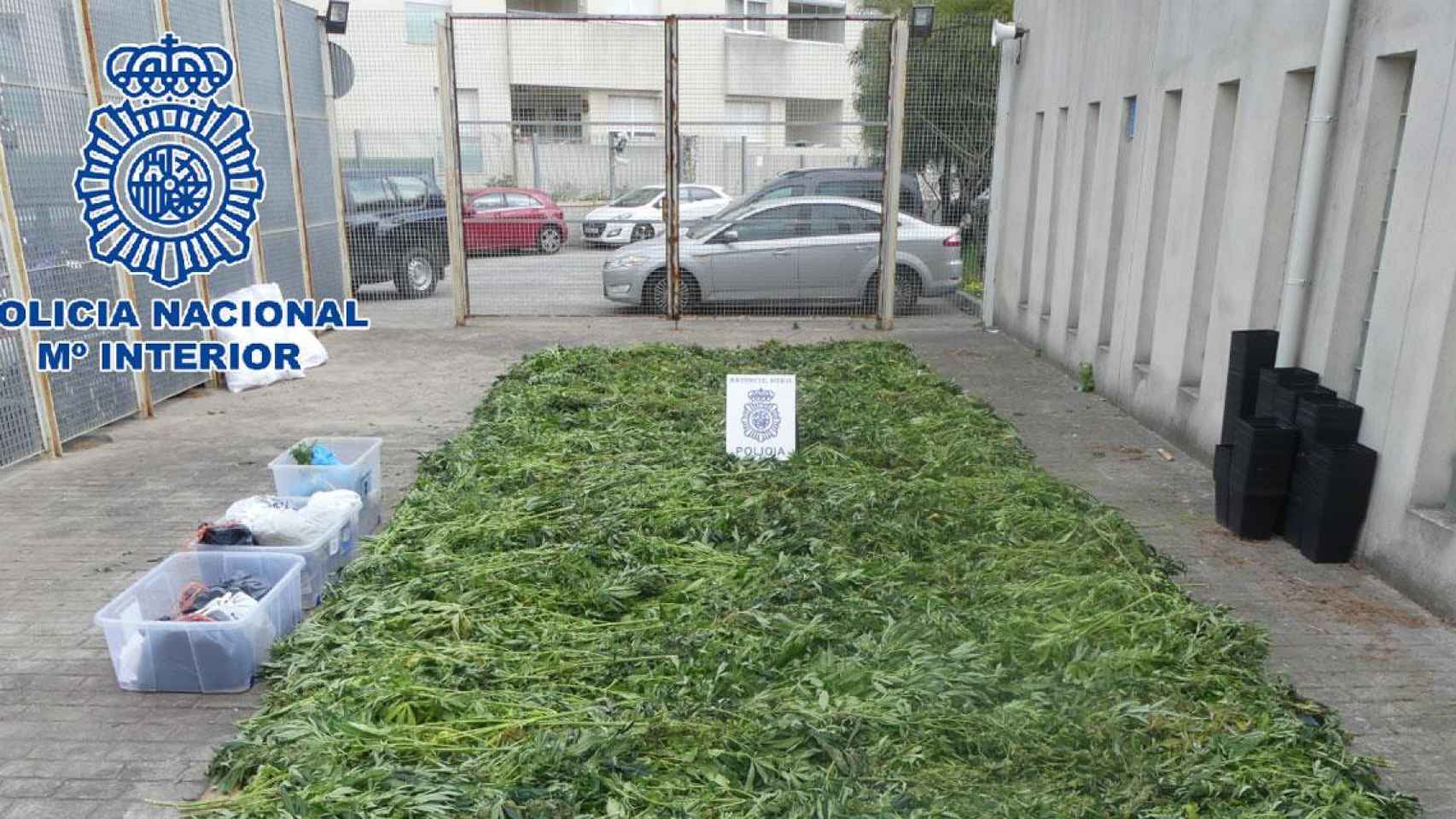 Marihuana intervenida durante el operativo contra el blanqueo de dinero de la venta de droga / POLICÍA NACIONAL