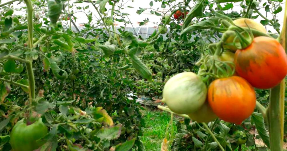 Tomates de Sorrento en la comarca catalana del Maresme