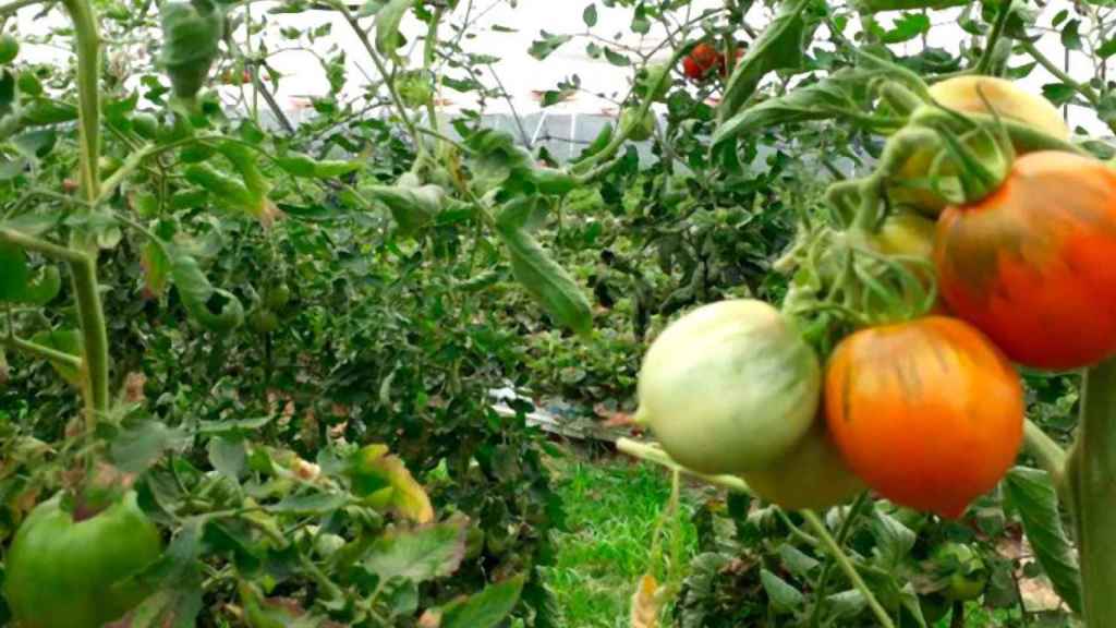 Tomates de Sorrento en la comarca catalana del Maresme