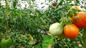 Tomates de Sorrento en la comarca catalana del Maresme