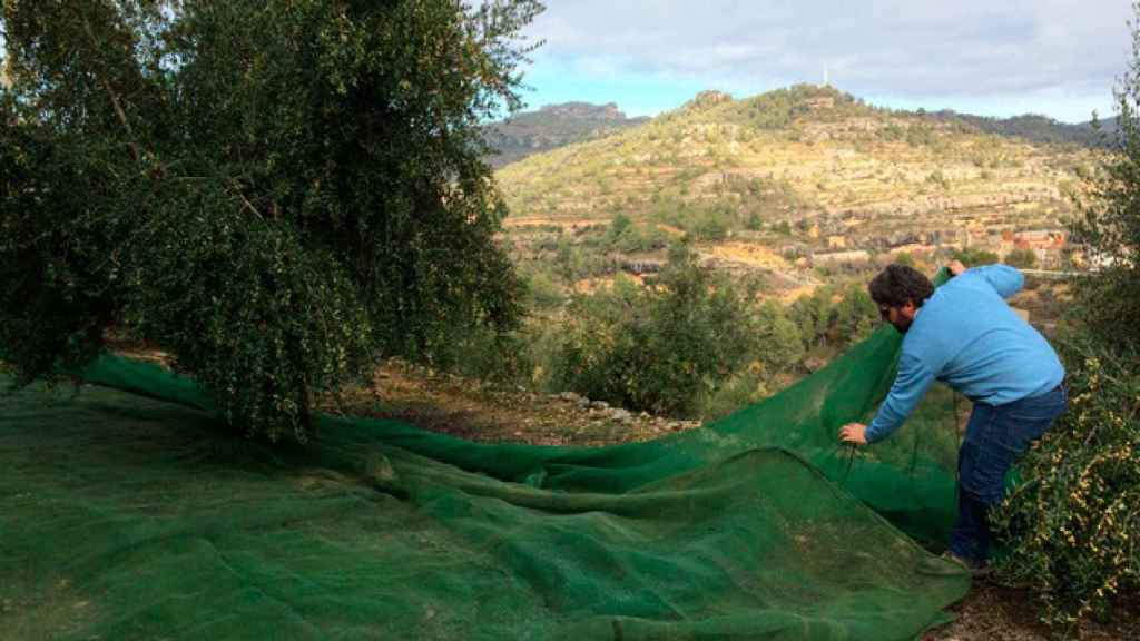 Una finca de olivos de Priordei en el Priorat / CG