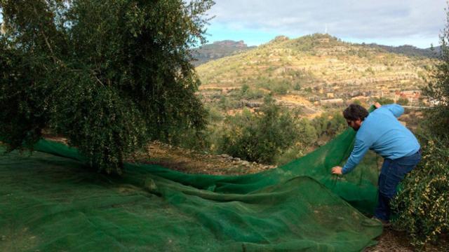 Una finca de olivos de Priordei en el Priorat / CG