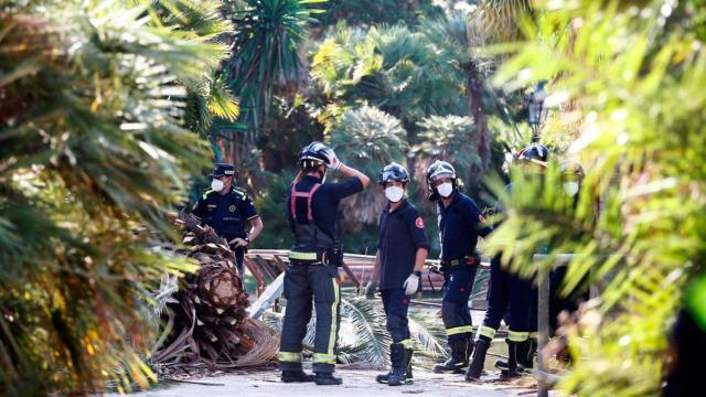Varios efectivos de los Bomberos de Barcelona junto a la palmera que cayó en el parque de la Ciutadella y causó un muerto / EFE