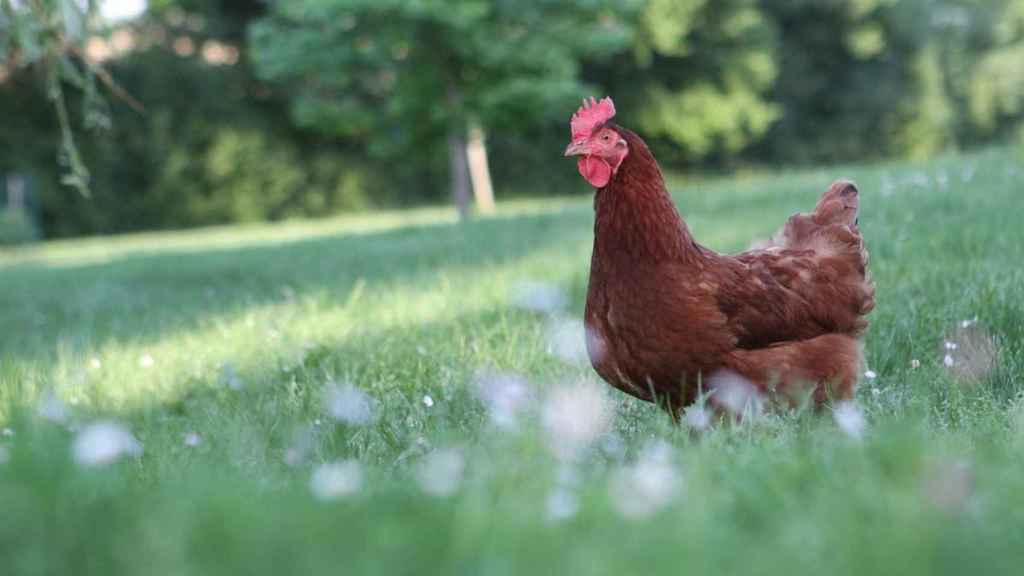 Gallina campera en libertad