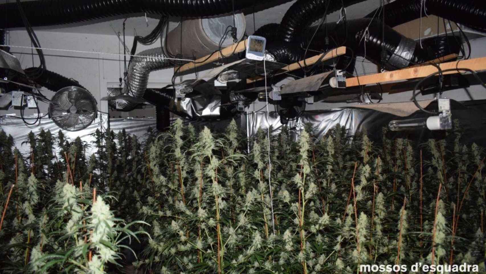 Plantas de marihuana intervenidas por los Mossos d’Esquadra / MOSSOS D'ESQUADRA