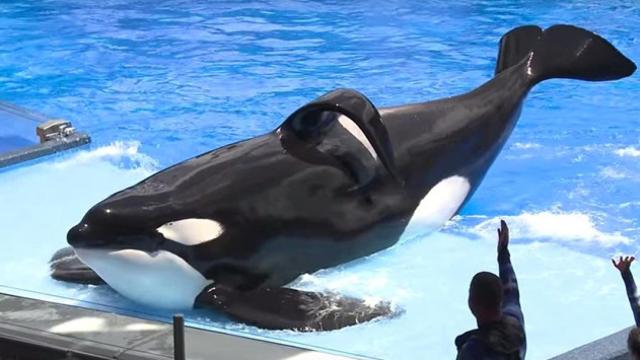 La orca Tilikum
