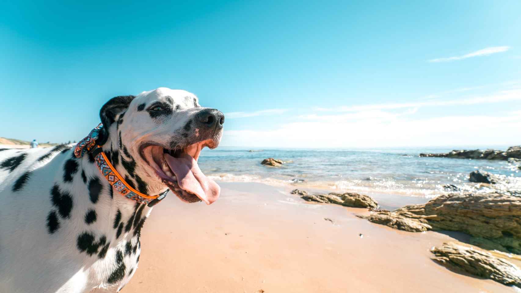 Un perro a la orilla del mar / EFE