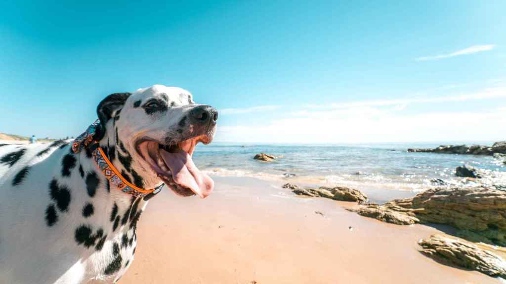 Un perro a la orilla del mar / EFE