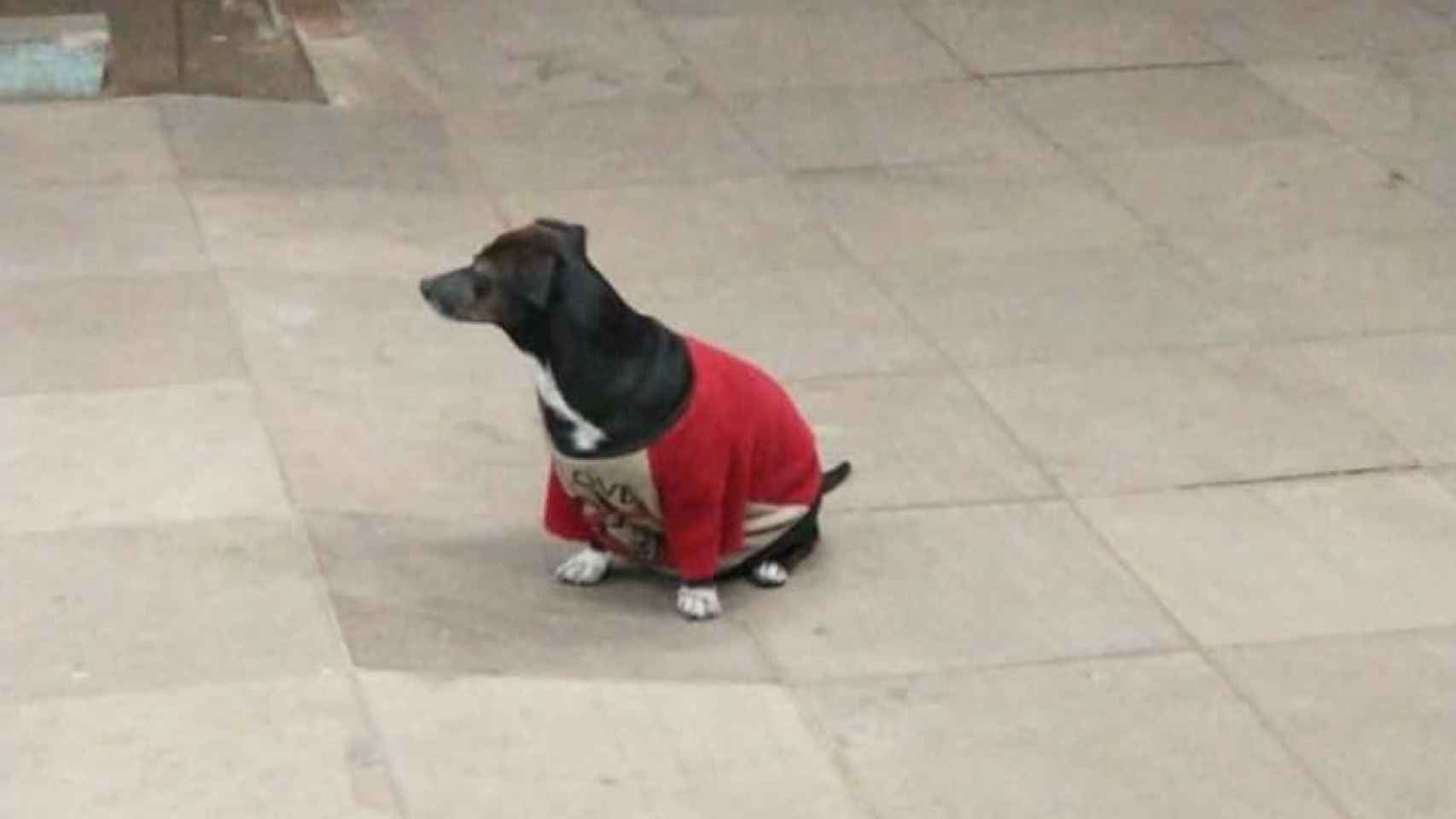 La perrita, cuando esperaba para subirse a la ambulancia / CG