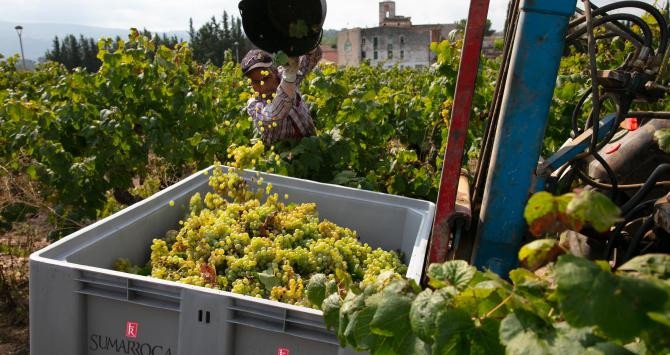 Un momento de la vendimia en la finca Sumarroca