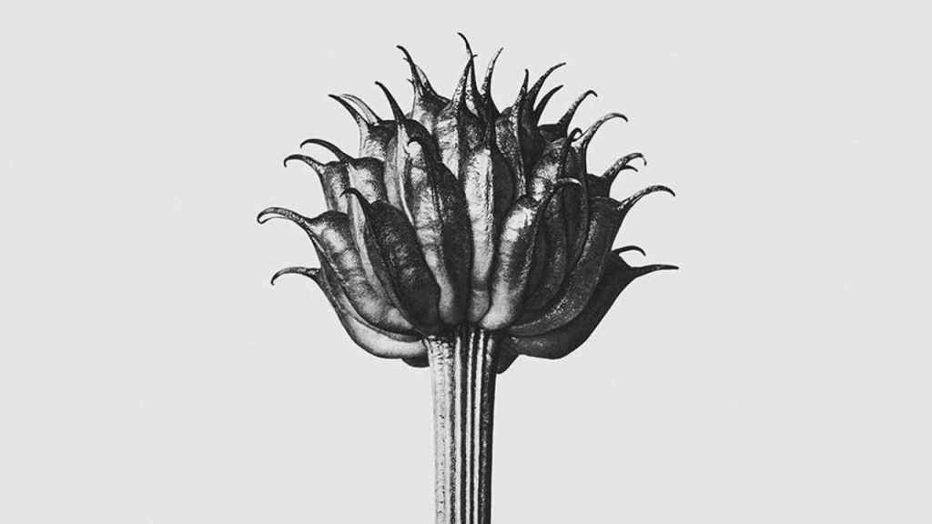 Una de las fotografías botánicas de Karl Blossfeldt expuestas en Barcelona / LOEWE PERFUMES