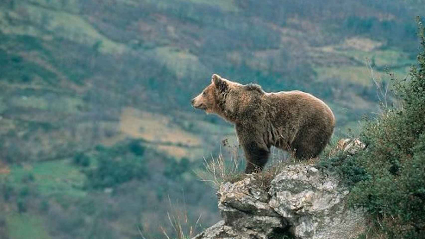 Una foto de archivo de un oso pardo