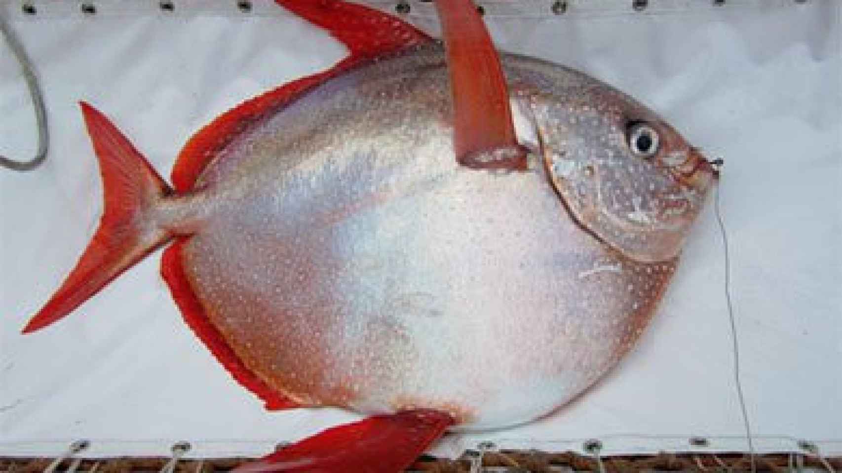 Un ejemplar Lampris guttatus, capturado durante el estudio en aguas de California (EE UU).