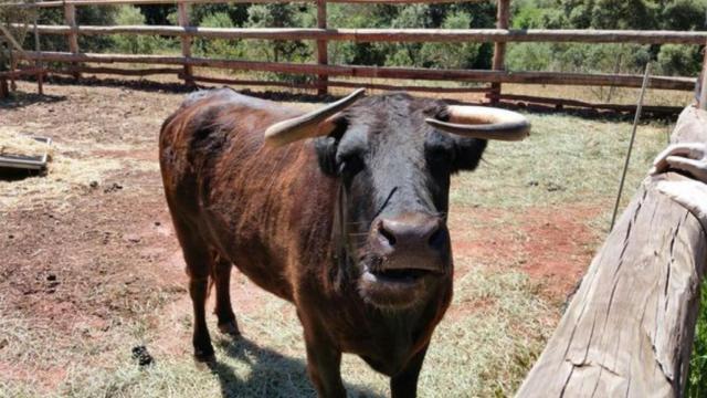La Generalitat indulta a la vaca Margarita