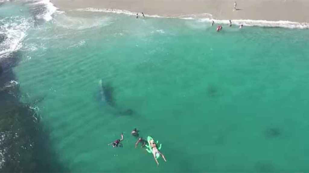 La ballena gris nada entre los bañistas cerca de la orilla / CG