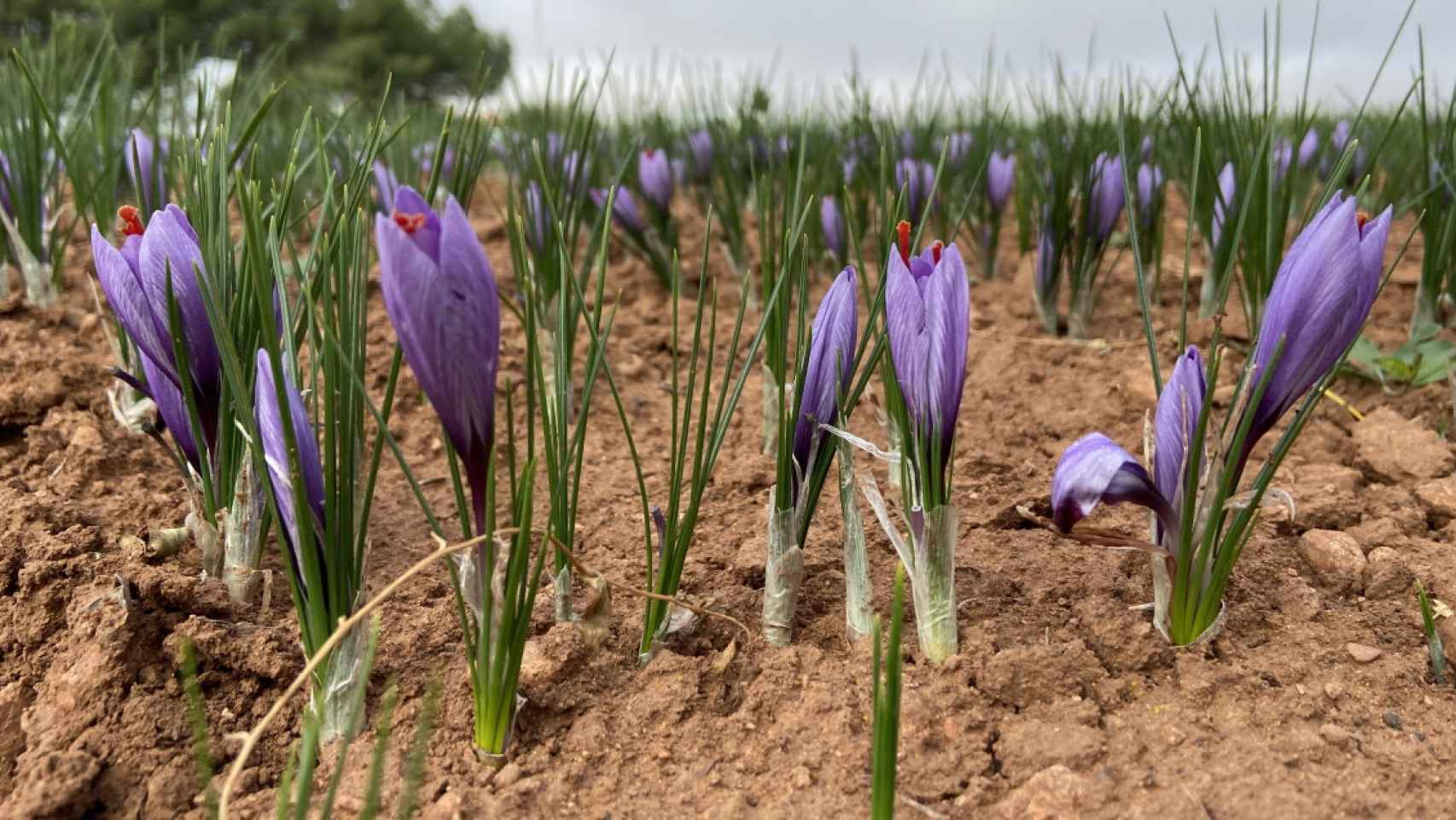 Flores de gardenia como las que el grupo criminal desmantelado utilizaba para la producción del falso azafrán / EUROPA PRESS