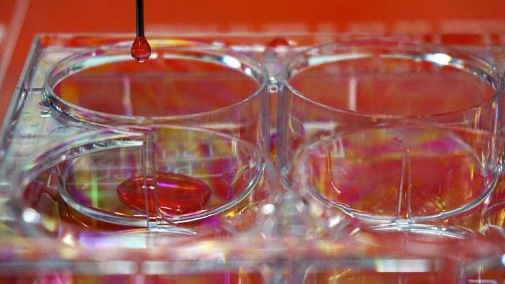 Impresora 3D de piel humana / EFE