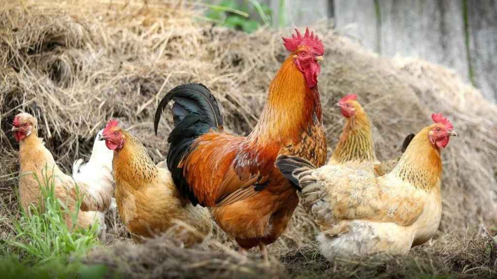 Imagen de archivo de gallinas ponedoras / EP