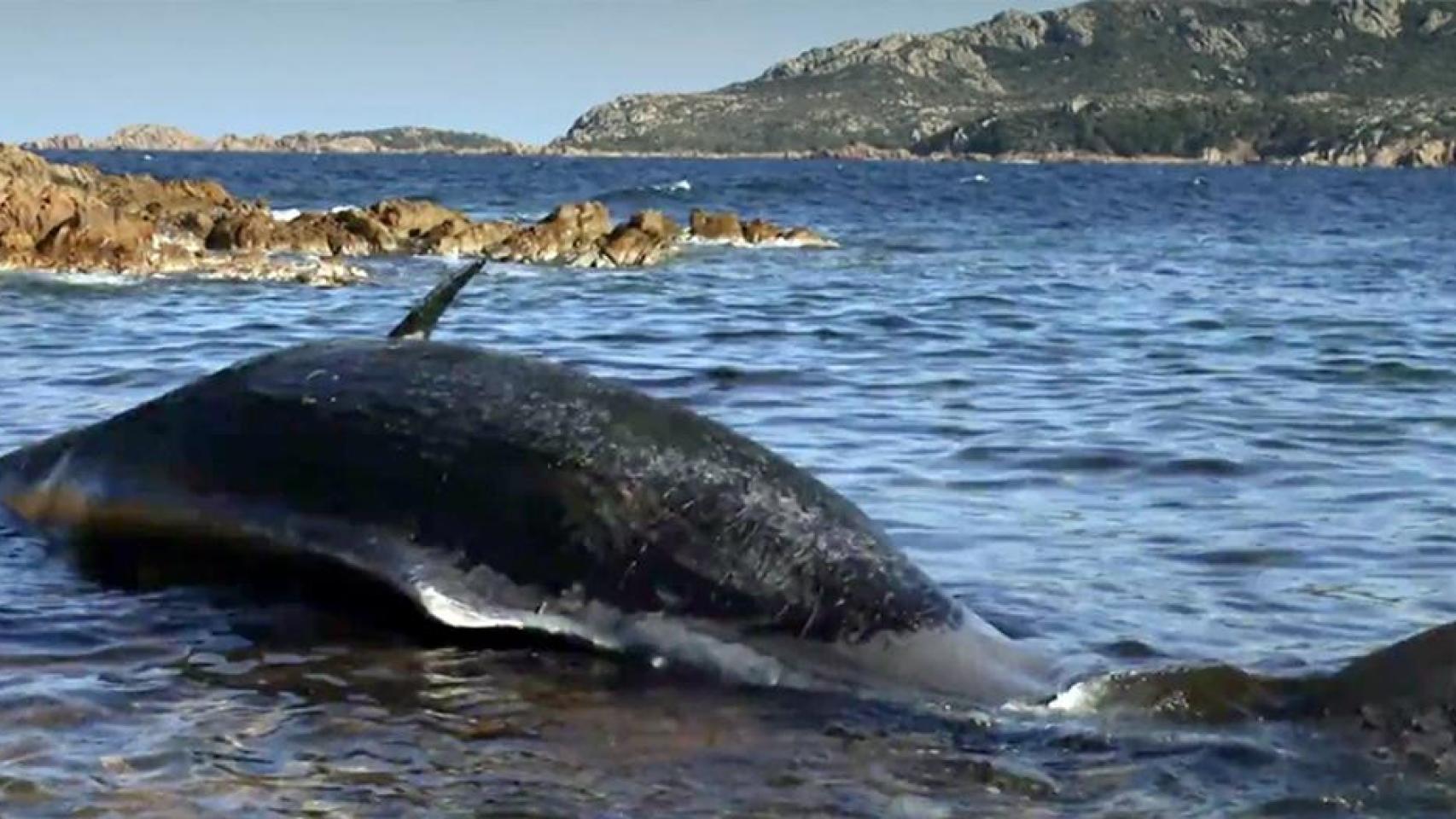 Hembra de cachalote muerta en Cerdeña
