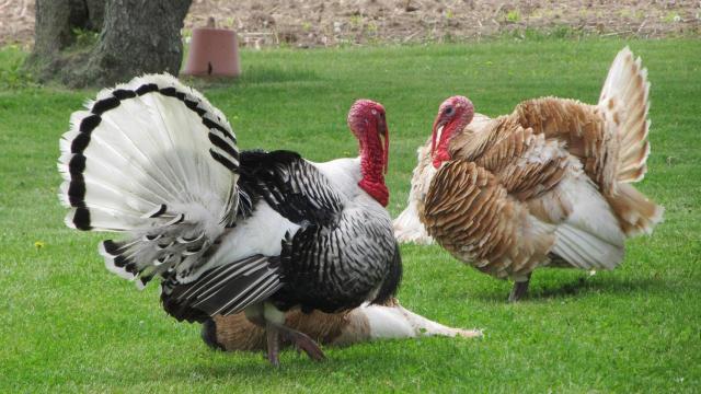 El brote de ha detectado en una granja de pavos de Lleida / PEXELS