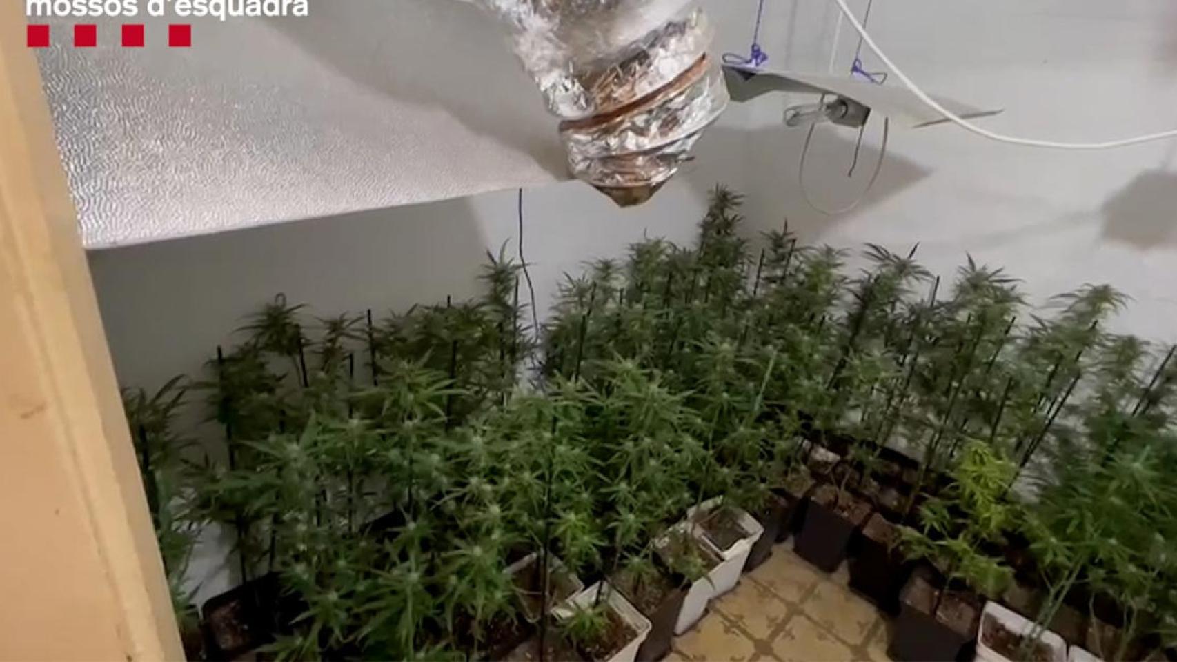 Una plantación de marihuana del grupo de narcos que operaba cerca de Manresa / MOSSOS