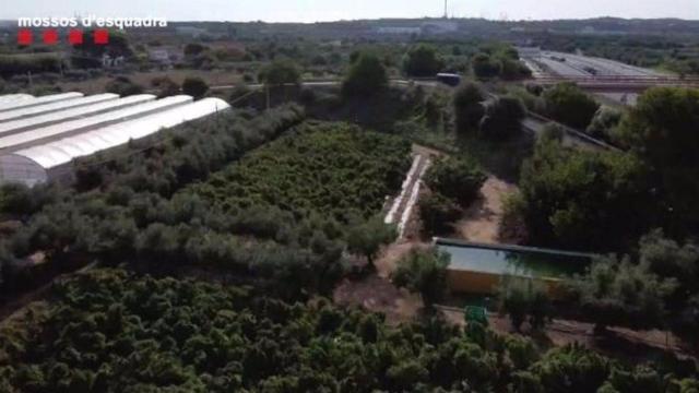 Una de las plantaciones ilegales de cáñamo que los Mossos han desmantelado en el Camp de Tarragona / MOSSOS