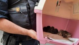 Un agente de la Urbana con algunos de los gatos rescatados / URBANA