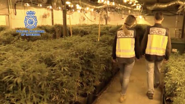 Marihuana intervenida en la Roca del Vallès, Barcelona / POLICÍA NACIONAL