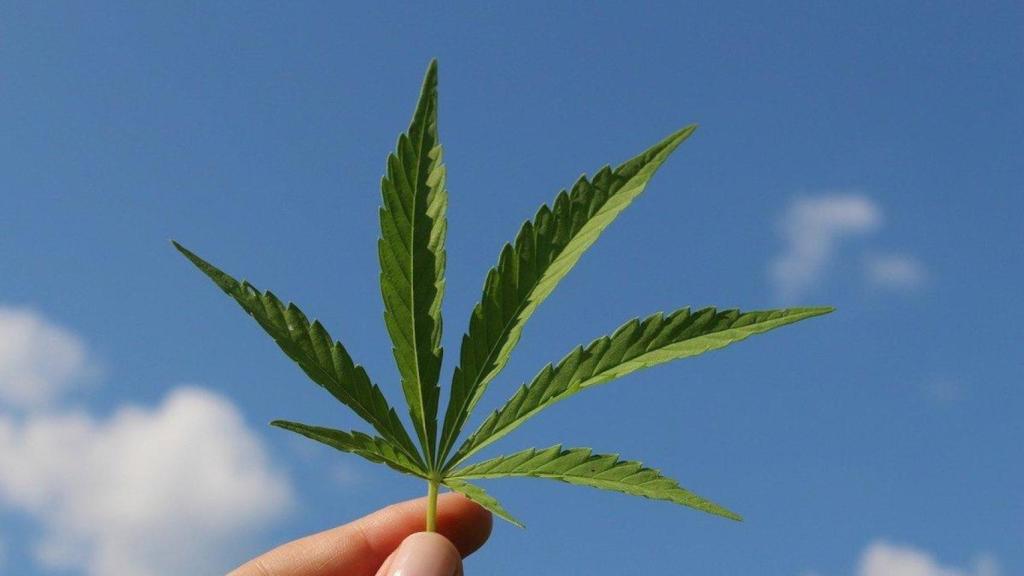 Hoja de cannabis