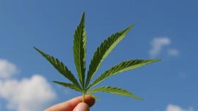 Hoja de cannabis