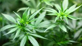 Marihuana / PIXABAY