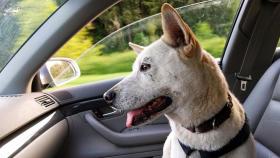 Un perro dentro de un coche con la ventanilla abierta