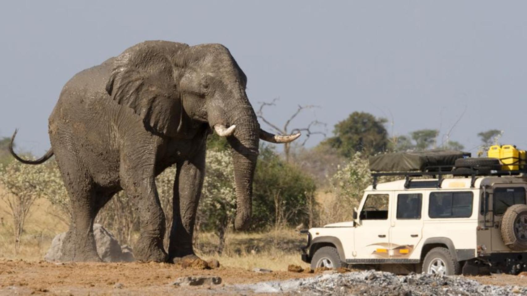 Una foto de archivo de un elefante en la selva