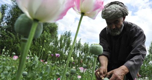 Cultivo de adormidera en Badajsán, Afganistán / EUROPA PRESS