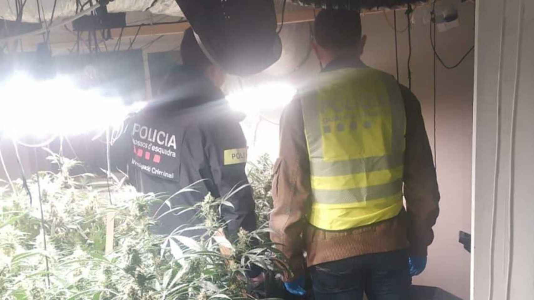 Agentes de los Mossos d'Esquadra y de la GUB desmantelan una plantación de marihuana en un local de Sants / MOSSOS