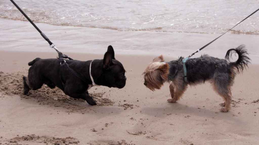 Imagen de archivo de dos perros en la playa / EUROPA PRESS